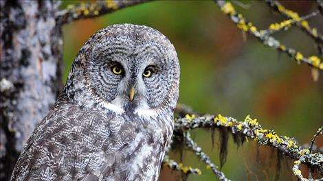 A great gray owl gazes intently from its perch. Great gray and barn owls sightings are of particular interest to the Owl Research Institute.