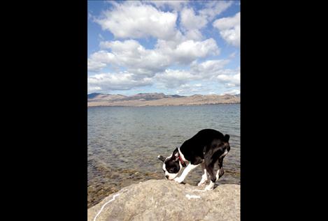 Sky, a 5-month-old Boston terrier, enjoys exploring the shore of Flathead Lake.