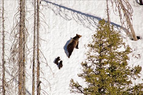 A female grizzly emerges from her den with two cubs in Northwest Montana.