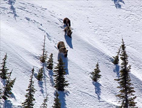 Yearly bears out from their den.