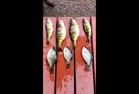 Monster perch and crappie can be caught at Finnian.