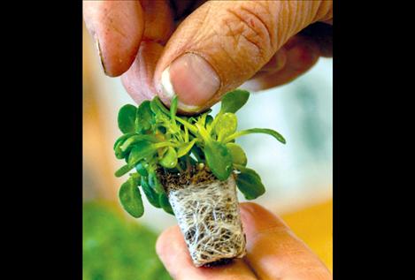 Kathy Shore holds a tiny alyssum plant, part of a large shipment to be planted at South Shore Greenhouse. 
