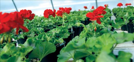 Lipstick red geraniums reach for the roof at South Shore Greenhouse.