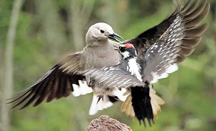 Flight fight