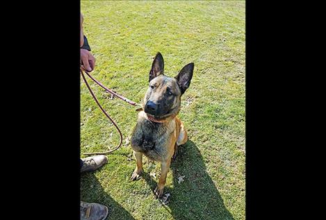 The police dog waits for a command.