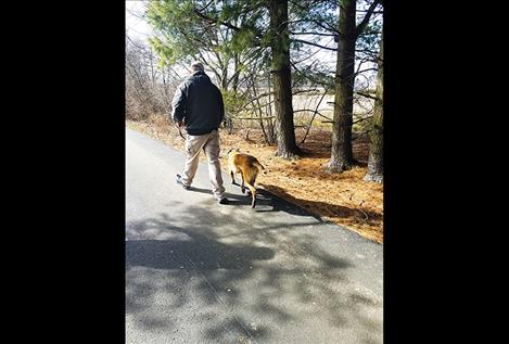 Sandor, the 11-month-old Belgian Malinois, tracks a scent through brush.