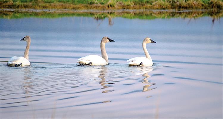 Swans swim near St. Ignatius