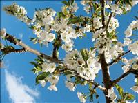 Yellow Bay Cherry Blossom Festival is Saturday