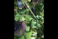 Tips for growing organic garden peas