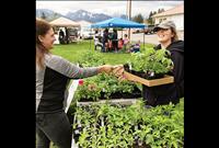 Ronan Farmers Market moves to visitor center