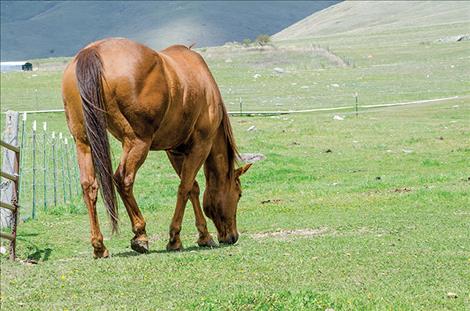 One of the rescued horses grazes in a pasture at Danyea Logan-Young's place where she organizes Hooves of Promise.   