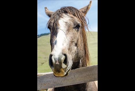 One of the  horses recuperates in  a pen.