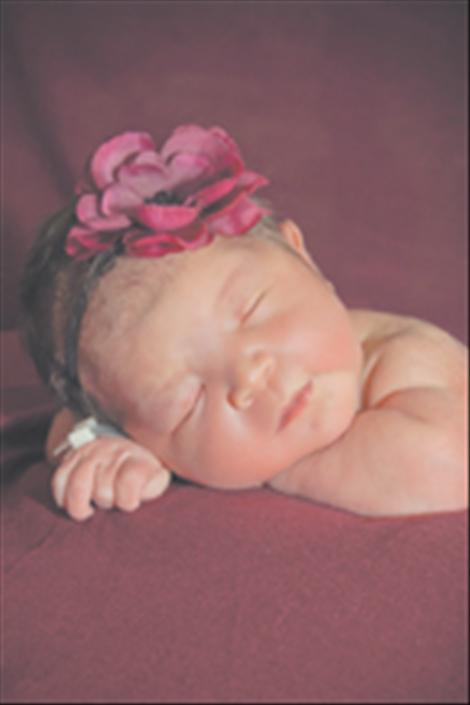 Arabella Grace Plant