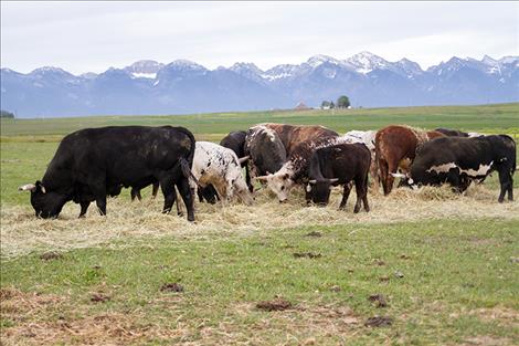 Looking rather placid outside the arena, Diamond M Mini Bulls livestock feed in a nearby field.