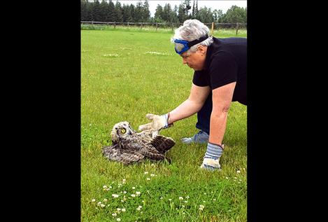 A frightened young great-horned owl studies GLS staff member Carolyn Hidy after being cut from soccer netting.  “It was clinging to my finger so tightly I had dents afterwards,” Hidy said.    