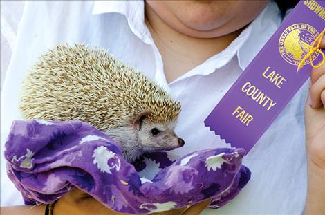 Ashlee  Peterson, 13, received a purple ribbon in the 4H pocket pet division with her hedgehog on Monday. 