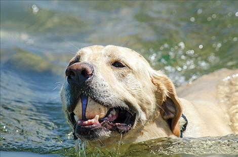 Police Dog Brody swims in Flathead Lake on a hot day with his ball.