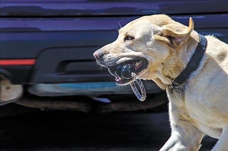 As canine officer Brody soon retires to  the life of a normal dog, Polson's police  department has begun the process of  bringing a new dog to their team this fall.