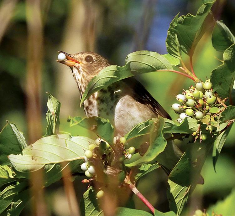 Swainson's Thrush with Red Osier Dogwood berry