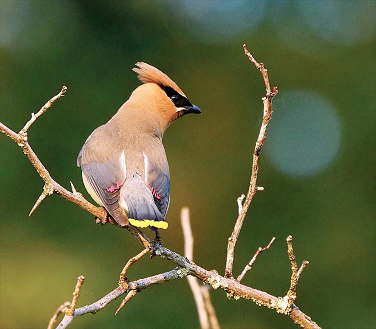 The male Cedar Waxwing will do a "hopping dance" for the female. If she is interested, she'll hop back. During courtship the male and female will sit together and pass small objects back and forth, such as flower petals or an insect. Mating pairs will sometimes rub their beaks together affectionately.