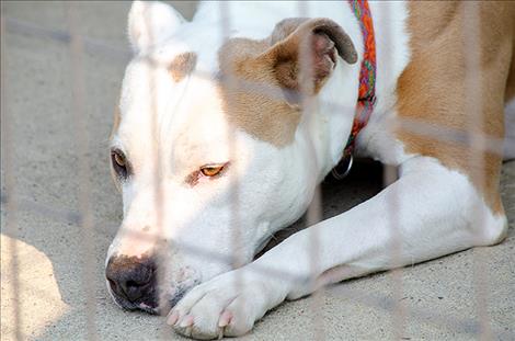 The remodeled shelter benefits the cats and dogs that are waiting for adoption.