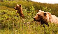 Grizzly bear population objectives named