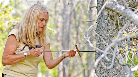 UM Professor Diana Six collects a core sample from a study site. 