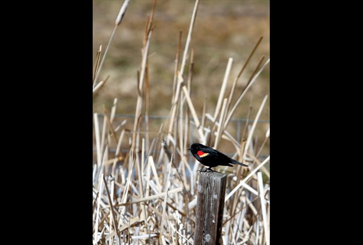 A red-winged blackbird sings to his mate.