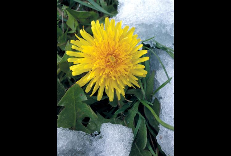 A hardy dandelion remains undaunted by a recent spring snowstorm.