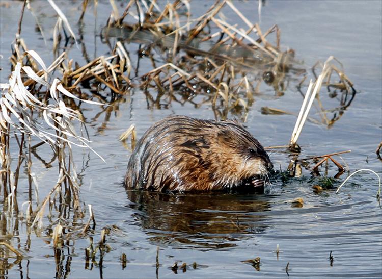 Warmed by the spring sunshine, a muskrat at Ninepipes Reservoir enjoys a fresh lunch.