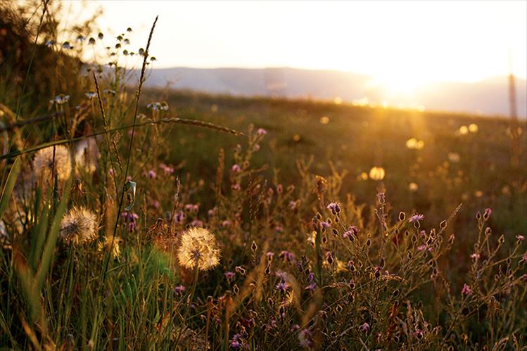 As evening descends on the valley, the last light transforms the ordinary into something special.