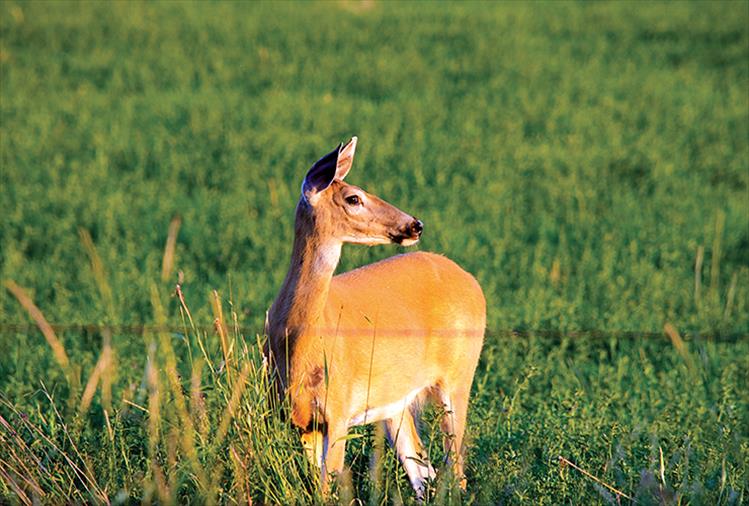 A deer in a St. Ignatius pasture keeps a vigilant watch for intruders to her evening meal.