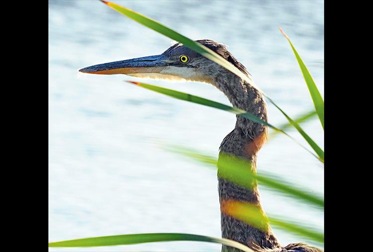 Great blue heron