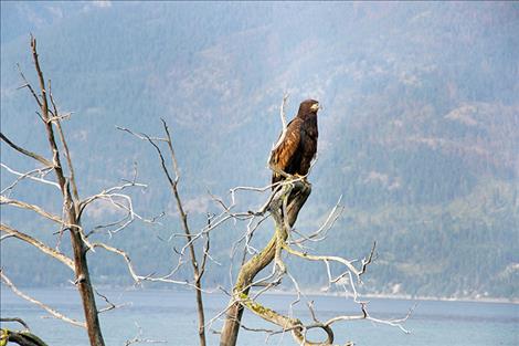 A juvenile bald eagle perches on the branch of a partially submerged tree giving it 360 degree views of the clear Flathead Lake water surrounding it.