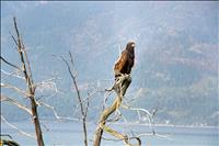 Join Audubon ‘Birds of Prey Festival’