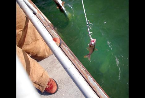 Clint Morgan catches a mack at Salish Point, where he’d spent the day fishing.