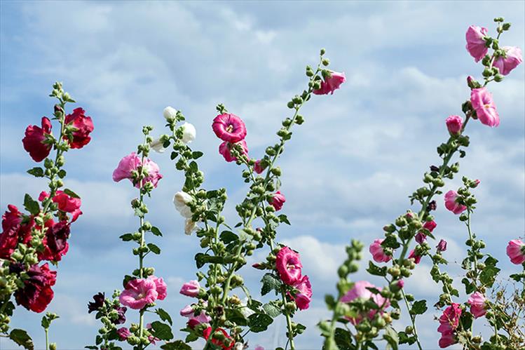 A proud row of brightly colored hollyhocks stand tall against a cloudy blue sky backdrop.