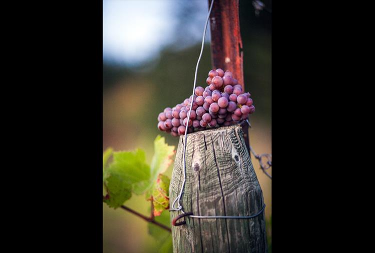 Local vineyards begin their fall harvest.