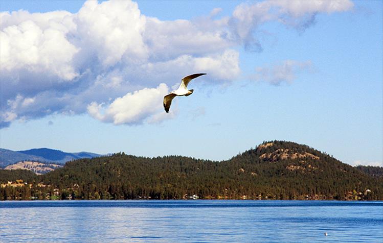 On a picture-perfect fall day, a lone seagull flies above Flathead Lake at Boettcher Park.