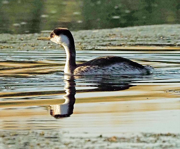 Western Grebe, Ninepipes