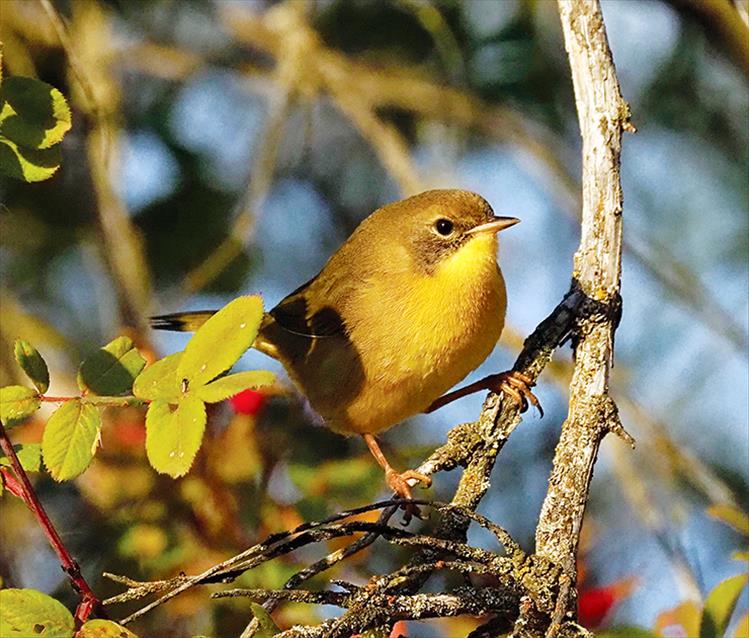 common yellow-throat