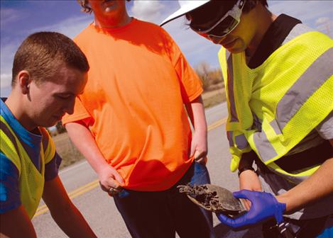 Turtle spotters Skylar Anderson, left, Tyler Farley and Jonell Kallowatt sack up turtle remains that don’t smell too good.