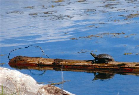 A painted turtle suns itself near the Allentown Restaurant in the Ninepipes area. 