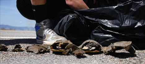 Polson High School students display various pieces of road kill turtle shells found Aprll 25 in the Ninepipe area along Highway 93, south of Ronan.