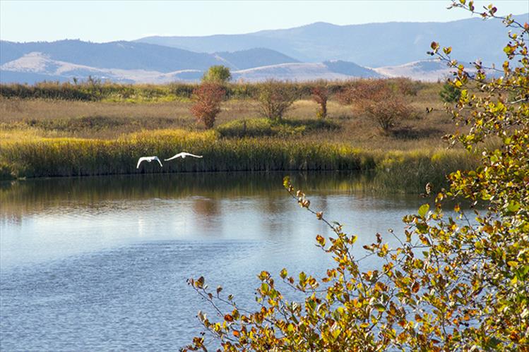 A pair of swans fly away from a Ninepipe-area pond as trees and shrubs show off their vibrant, yet fleeting, autumn leaves.