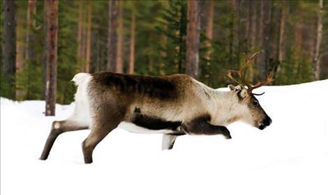 Hunters are reminded to be sure of their target as Caribou have been sighted in northwest Montana and are protected. 