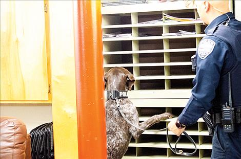 Polson Police  Officer Cody  Doyle works  with Jäger as  he searches  for planted  drugs during  a training  exercise  at the  Polson Fire  Department.  Jäger moved  quickly into  the room  and found  the mark in  several places, including the  one hidden  behind a shelf full of papers.