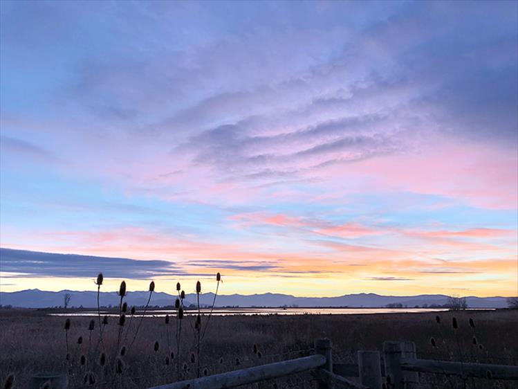 Purple sky at sunset: Teasel root silhouettes the panoramic sky and mountain range at Ninepipe National Wildlife Refuge.