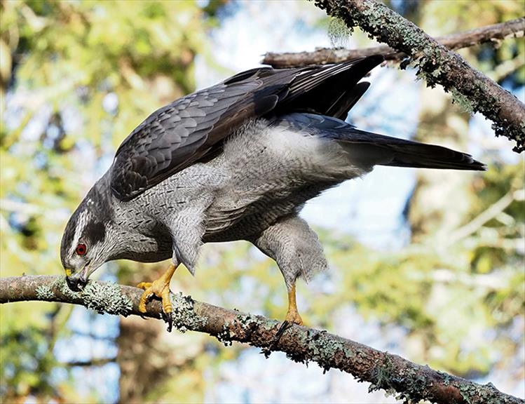 Good hygiene: A Northern Goshawk takes a break to clean his beak.