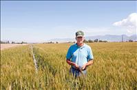 Wheat breeder to discuss crop innovation 
